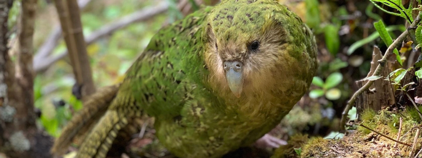 Kakapo dans la nature